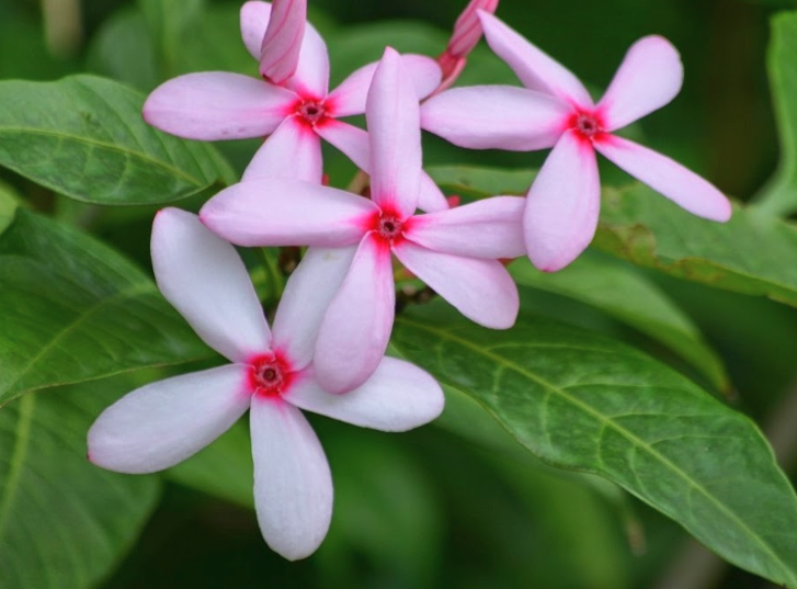 红花蕊木种子培育方法？