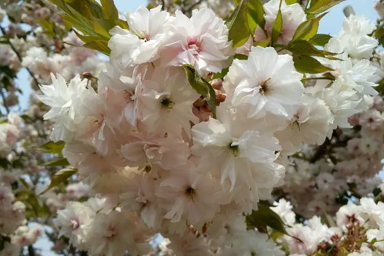 垂枝樱种植技巧