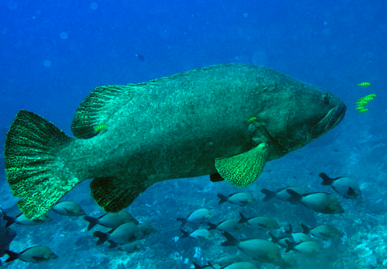 鞍带石斑鱼的繁殖能力怎么样，可以长到多大？