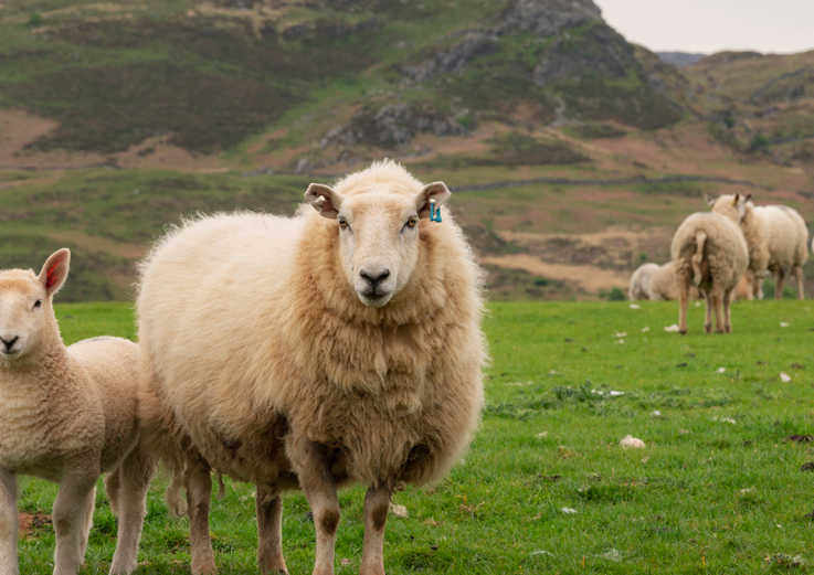 生产需要和维持需要的羊所需饲料相同吗？