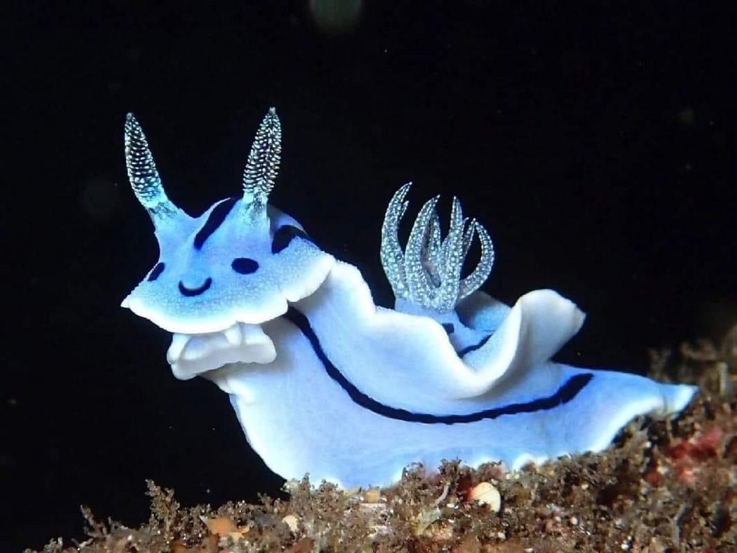 非常好看的海洋生物——威廉多茶海蛞蝓
