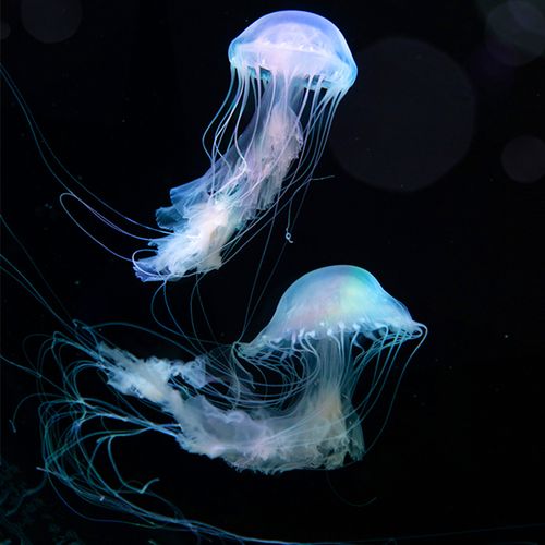 非常好看的海洋生物——大西洋海刺水母