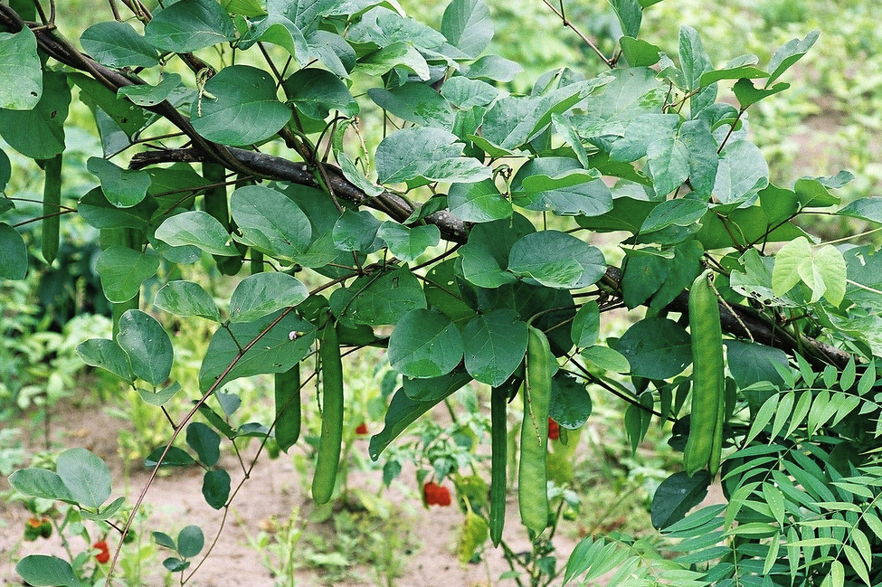 刀豆容易受到什么虫害影响?