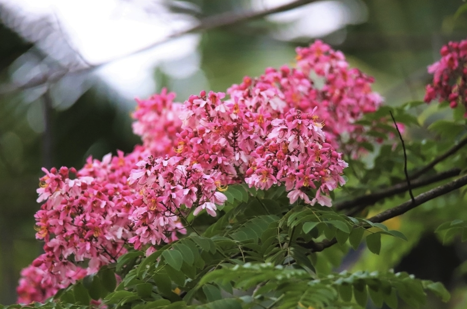 爪哇旃那的花朵形态和美感?