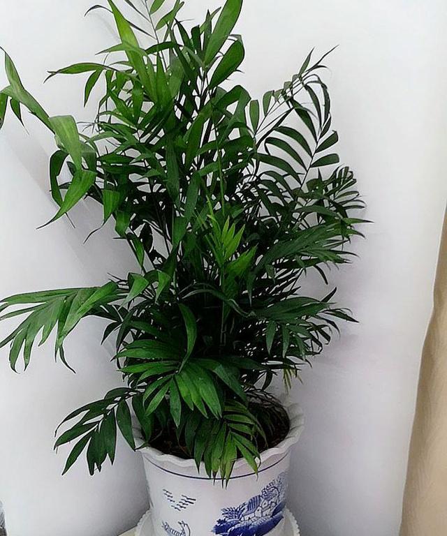 袖珍椰子家庭种植技巧