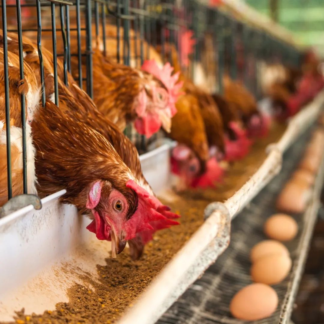 蛋鸡为什么产蛋量减少、经常颤抖？