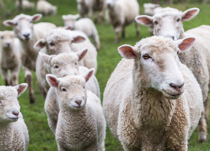 绵羊的高淀粉饲料有哪些?