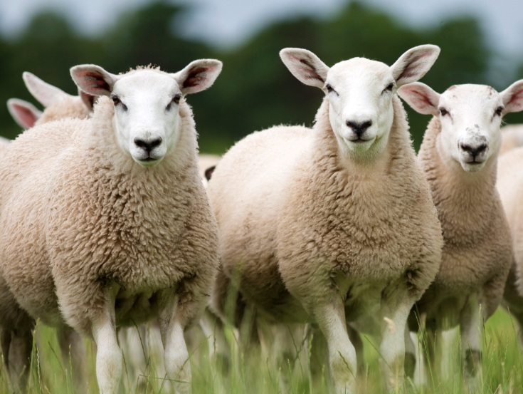 绵羊的高淀粉饲料有哪些?