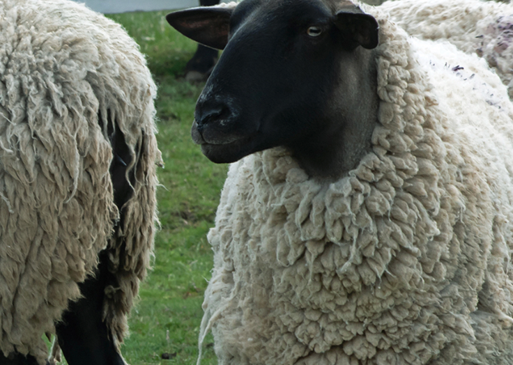 绵羊有哪些倾泻性饲料不宜多喂?