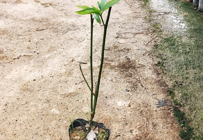 夜香木兰的寓意和花语？