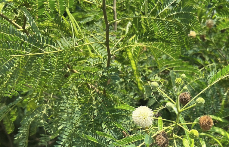 银合欢嫁接的方法?