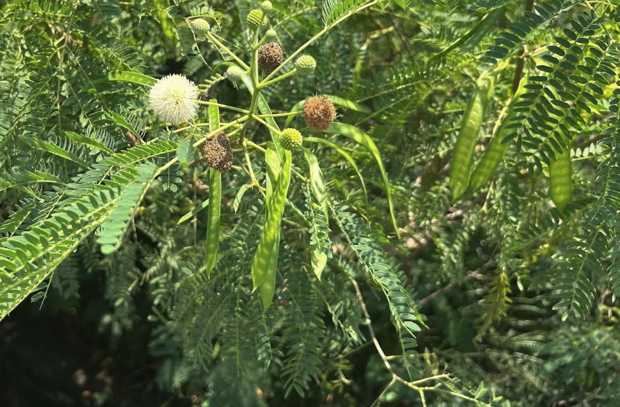 银合欢种子怎么进行贮存?