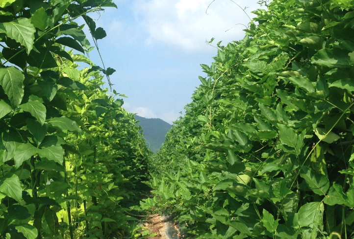 刀豆有什么药用价值？