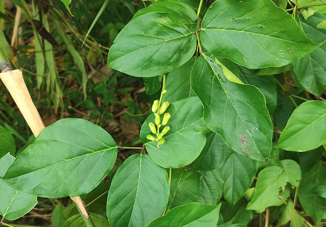 刀豆的藤架怎么进行设计？