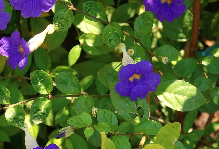 立鹤花出现蚜虫怎么防治？