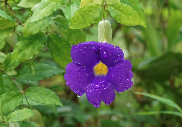 立鹤花可以在室内栽种吗？