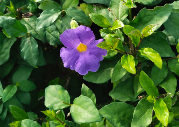 立鹤花的花朵形态和美感？