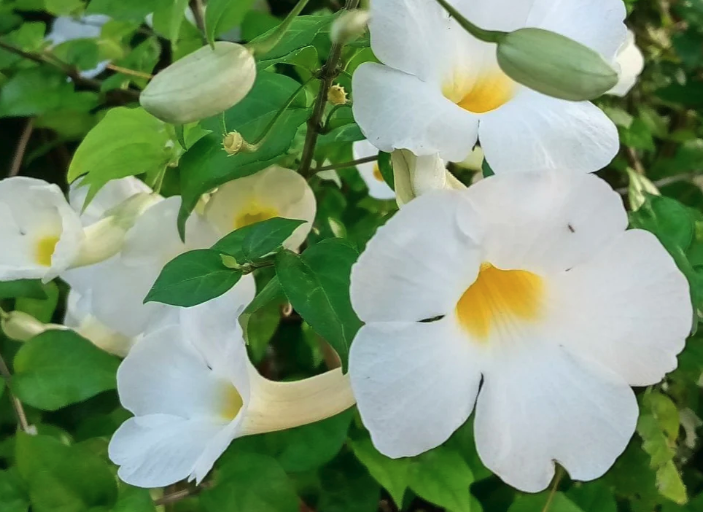 立鹤花的花朵形态特点？