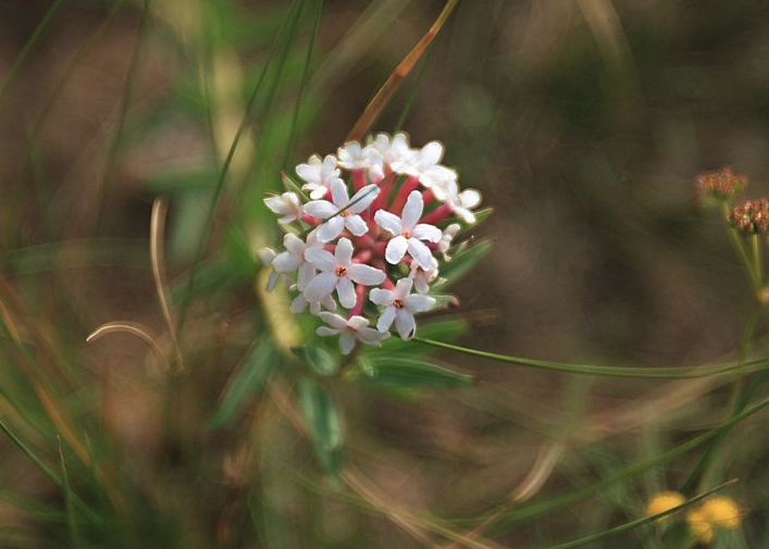 狼毒花耐干旱吗？