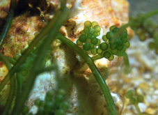 <strong>长茎葡萄蕨藻需要烹饪才能食用吗？</strong>