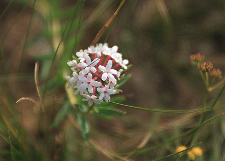 狼毒花有什么形态特点？