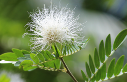 <strong>羽毛花的花朵形态特点?</strong>