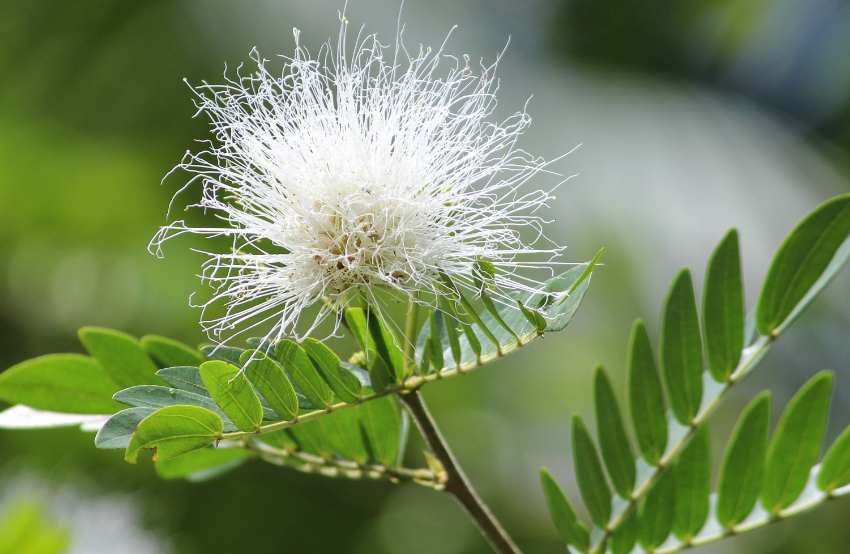 羽毛花的花朵形态特点?