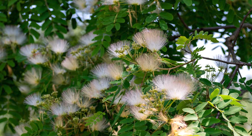 羽毛花是什么样的花卉？含有毒素吗？