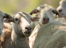 营养调控剂对羊有副作用吗？