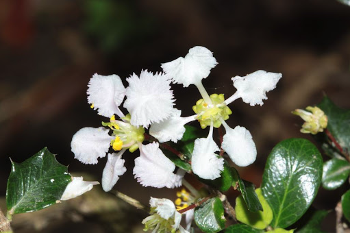 光叶黃褥花出现蚜虫怎么消灭？