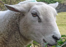 羊场育肥常用添加剂？
