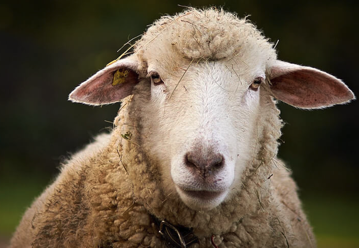 成年羊的育肥方式有哪些？