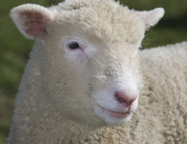 成年羊的育肥方式有哪些？