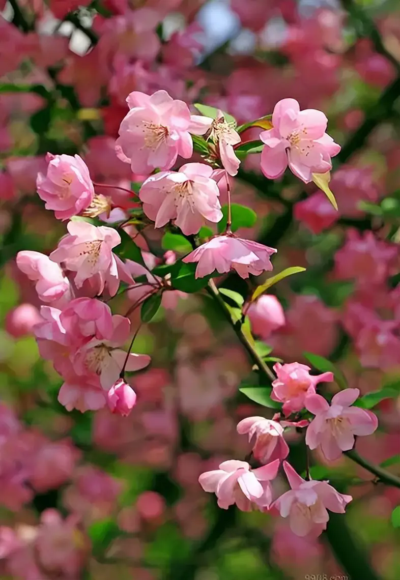 海棠花掉花苞是什么原因？怎么预防海棠花掉花苞？