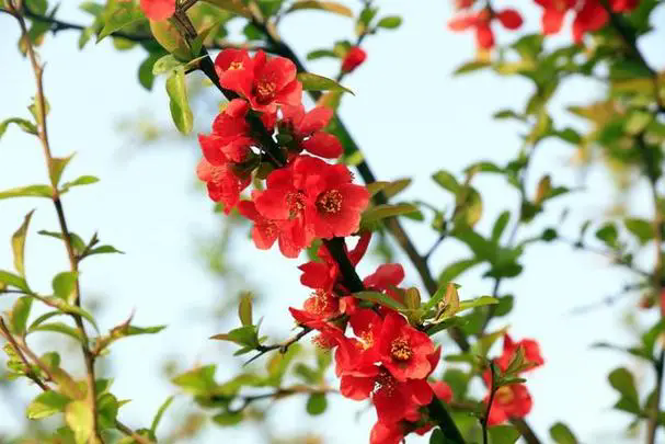 海棠花掉花苞是什么原因？怎么预防海棠花掉花苞？