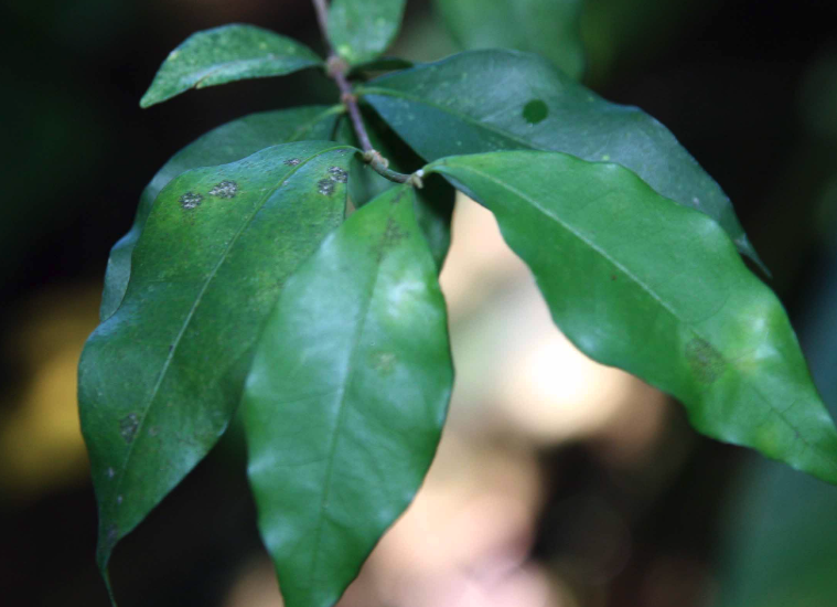 光叶黃褥花可以在高海拔地区种植吗？