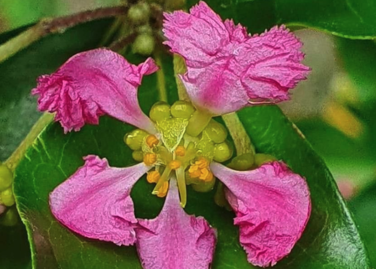 光叶黃褥花开花的时机花期？