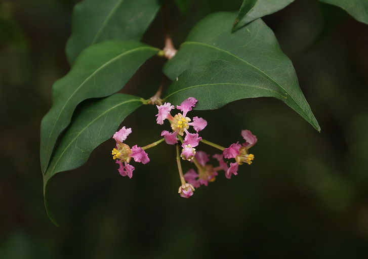 光叶黃褥花的形态特点？