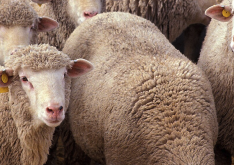 针对病羊的特异性疗法是什么？