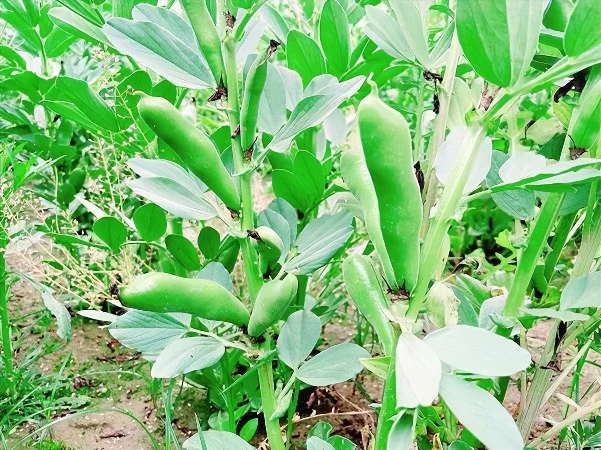 蚕豆怎么种？蚕豆种植技术要点分享