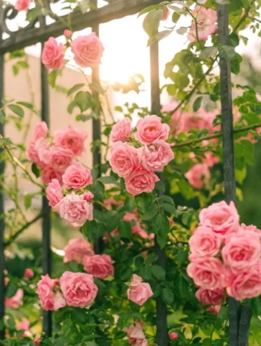 夏季种什么花在天台上好看极限四选一向日葵蔷薇满天星波斯菊