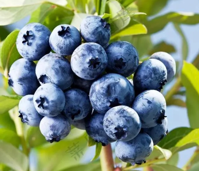 夏天可以在家种的小水果让家里变香还能吃
