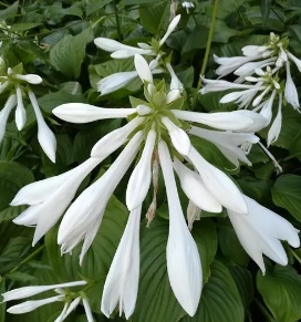 阳台种花海放在栏杆上玉簪花可以吗？怎么种？