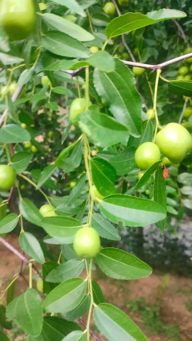 枣树炭疽病症状和防治方法