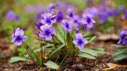 紫花地丁种植小技巧，怎么搭配种植更好