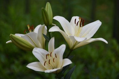 <b>食用百合高产栽培技术与管理要点有哪些</b>