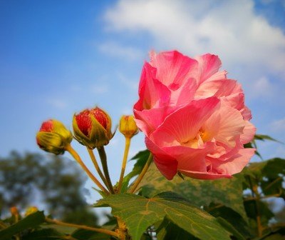 <strong>芙蓉花的花语和寓意和象征意义</strong>