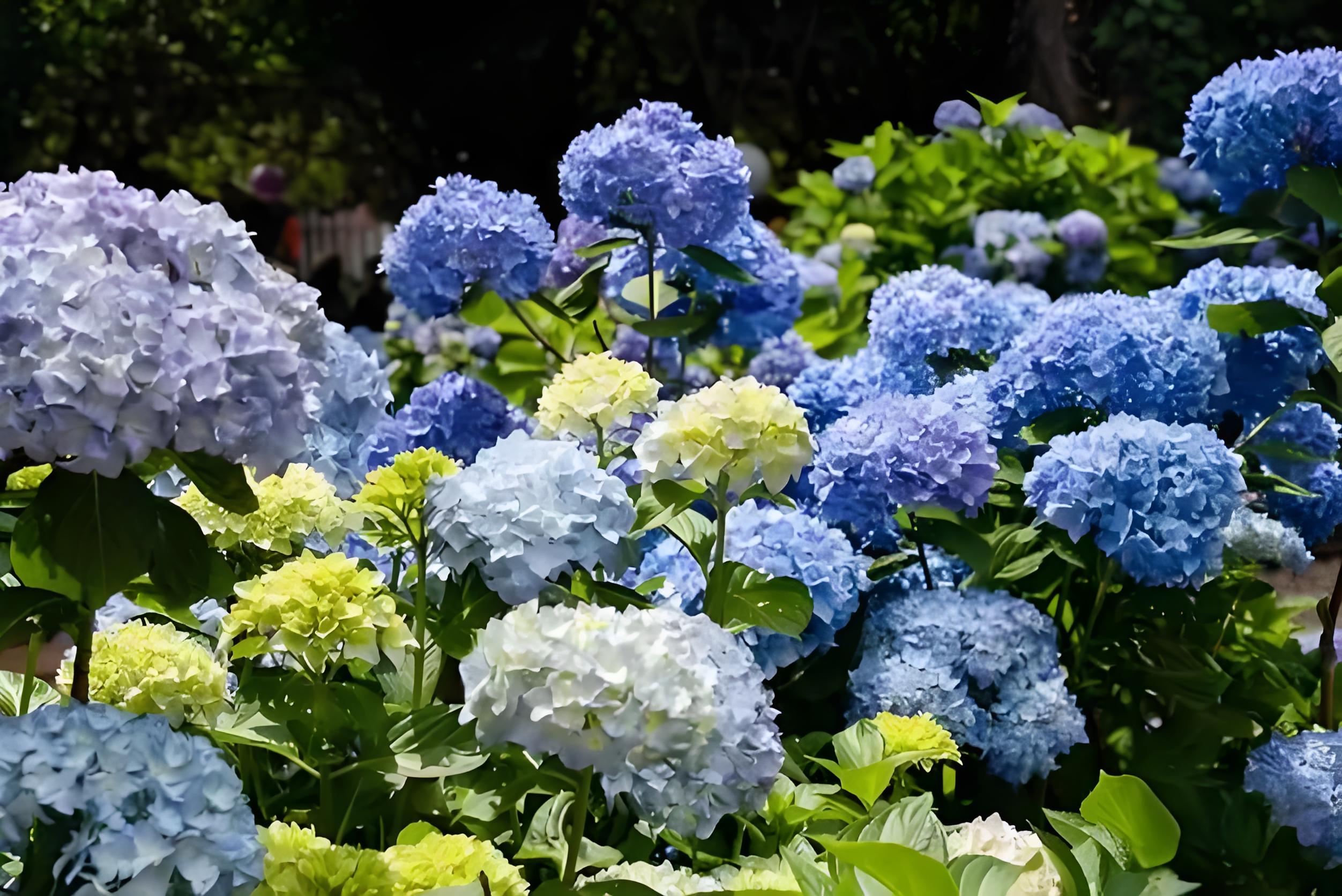 绣球花能不能绕阳台杆子长，怎么养