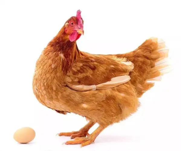 <b>蛋鸡产蛋量减少还经常颤抖是怎么回事</b>