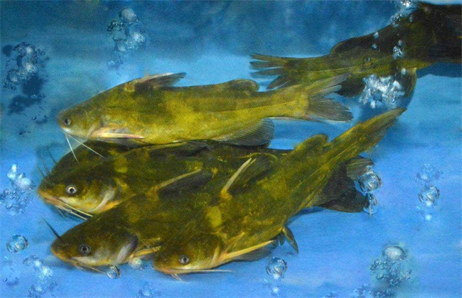 藕池套养黄颡鱼技术方法及重点注意事项